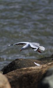 Preview wallpaper seagull, bird, flight, sea, stones