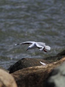 Preview wallpaper seagull, bird, flight, sea, stones