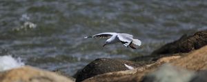 Preview wallpaper seagull, bird, flight, sea, stones