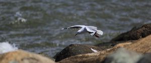 Preview wallpaper seagull, bird, flight, sea, stones