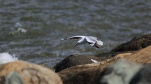 Preview wallpaper seagull, bird, flight, sea, stones