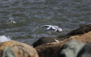 Preview wallpaper seagull, bird, flight, sea, stones
