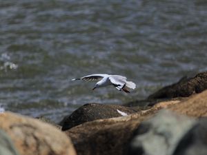 Preview wallpaper seagull, bird, flight, sea, stones