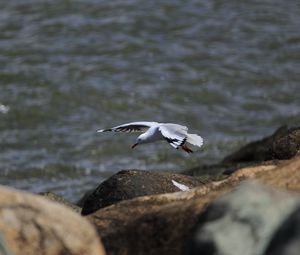 Preview wallpaper seagull, bird, flight, sea, stones