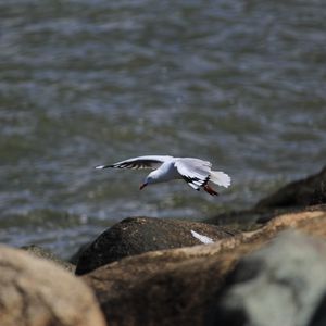 Preview wallpaper seagull, bird, flight, sea, stones