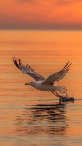 Preview wallpaper seagull, bird, flight, sea, sunset