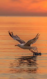 Preview wallpaper seagull, bird, flight, sea, sunset