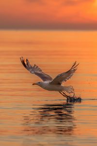 Preview wallpaper seagull, bird, flight, sea, sunset