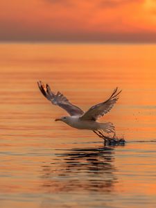 Preview wallpaper seagull, bird, flight, sea, sunset