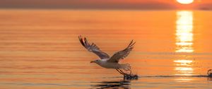 Preview wallpaper seagull, bird, flight, sea, sunset