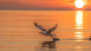 Preview wallpaper seagull, bird, flight, sea, sunset