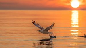 Preview wallpaper seagull, bird, flight, sea, sunset