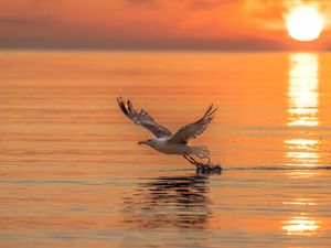 Preview wallpaper seagull, bird, flight, sea, sunset