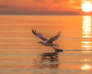 Preview wallpaper seagull, bird, flight, sea, sunset