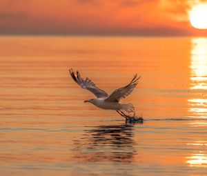 Preview wallpaper seagull, bird, flight, sea, sunset