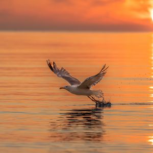 Preview wallpaper seagull, bird, flight, sea, sunset