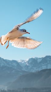 Preview wallpaper seagull, bird, flight, sky, mountains