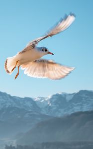 Preview wallpaper seagull, bird, flight, sky, mountains