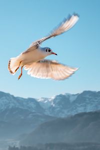 Preview wallpaper seagull, bird, flight, sky, mountains