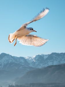 Preview wallpaper seagull, bird, flight, sky, mountains