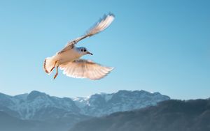 Preview wallpaper seagull, bird, flight, sky, mountains