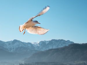 Preview wallpaper seagull, bird, flight, sky, mountains