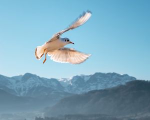 Preview wallpaper seagull, bird, flight, sky, mountains