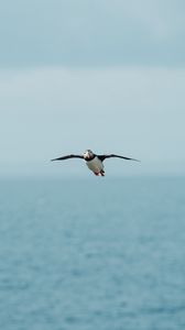 Preview wallpaper seagull, bird, flight, sea, wings