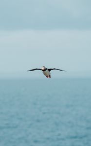 Preview wallpaper seagull, bird, flight, sea, wings