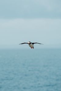 Preview wallpaper seagull, bird, flight, sea, wings