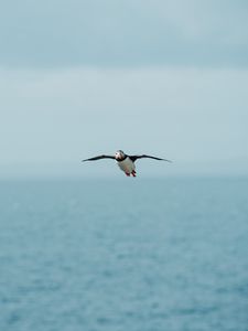 Preview wallpaper seagull, bird, flight, sea, wings