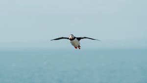 Preview wallpaper seagull, bird, flight, sea, wings