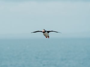 Preview wallpaper seagull, bird, flight, sea, wings