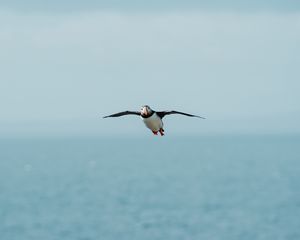 Preview wallpaper seagull, bird, flight, sea, wings