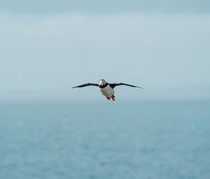 Preview wallpaper seagull, bird, flight, sea, wings