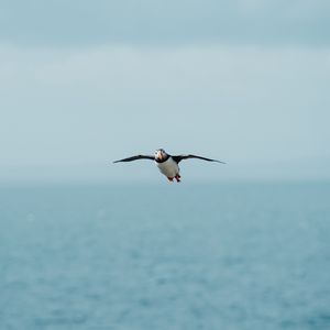 Preview wallpaper seagull, bird, flight, sea, wings