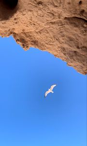 Preview wallpaper seagull, bird, flight, rocks