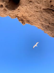 Preview wallpaper seagull, bird, flight, rocks