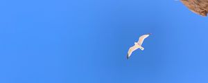 Preview wallpaper seagull, bird, flight, rocks
