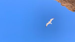 Preview wallpaper seagull, bird, flight, rocks