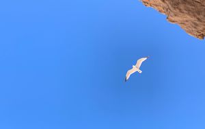 Preview wallpaper seagull, bird, flight, rocks