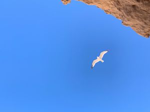 Preview wallpaper seagull, bird, flight, rocks