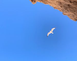 Preview wallpaper seagull, bird, flight, rocks