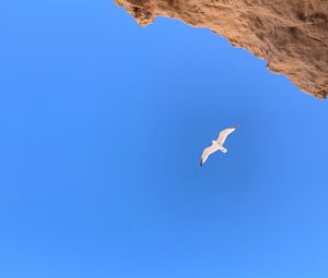 Preview wallpaper seagull, bird, flight, rocks