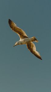 Preview wallpaper seagull, bird, flight, wings, sky