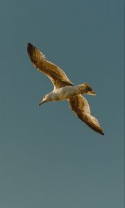 Preview wallpaper seagull, bird, flight, wings, sky