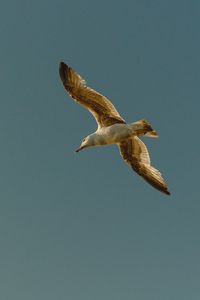 Preview wallpaper seagull, bird, flight, wings, sky