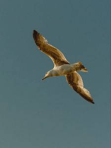 Preview wallpaper seagull, bird, flight, wings, sky