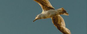 Preview wallpaper seagull, bird, flight, wings, sky