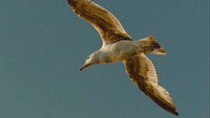 Preview wallpaper seagull, bird, flight, wings, sky